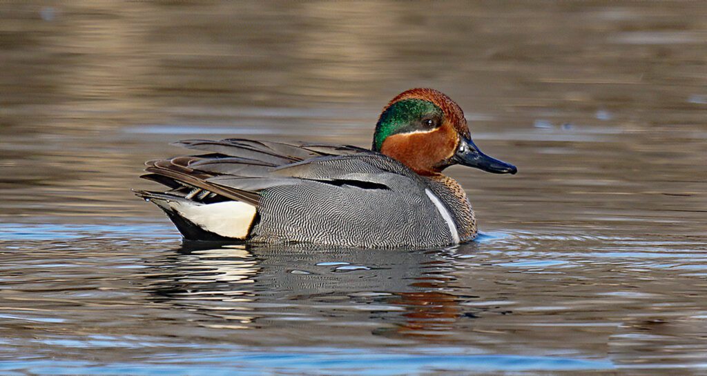 Drake Green Winged Teal on the Water