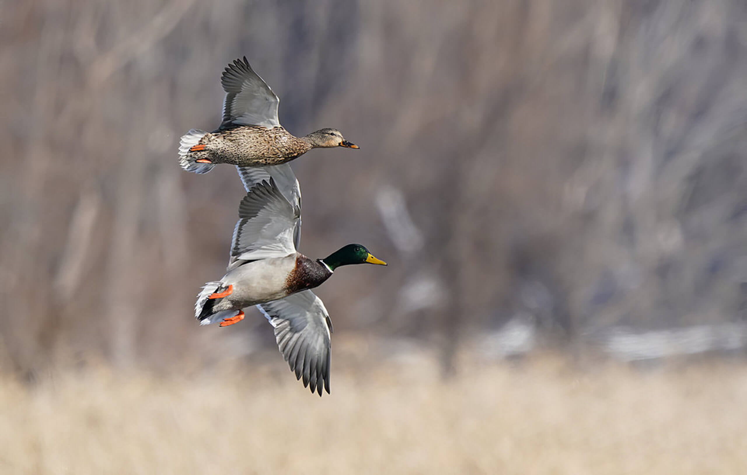 Two ducks flying