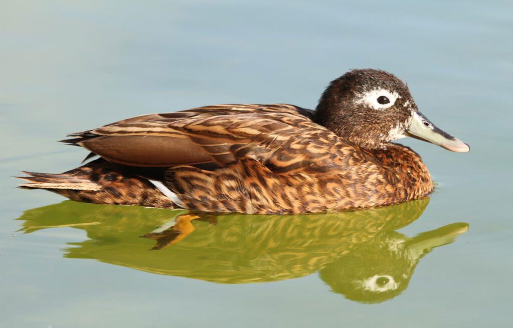 A male Laysan Duck in the water