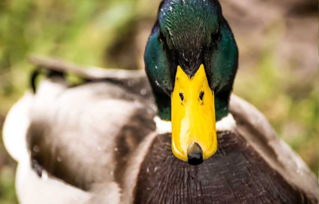 Mallard duck close up of face