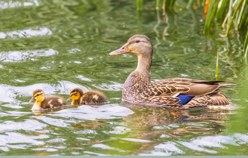 Mother duck with ducklings in the water
