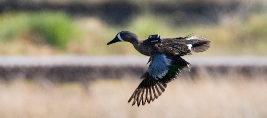 A Blue-winged Teal in flight with a GPS tracker