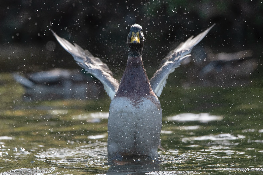 A Mallard flapping its wings in the water.