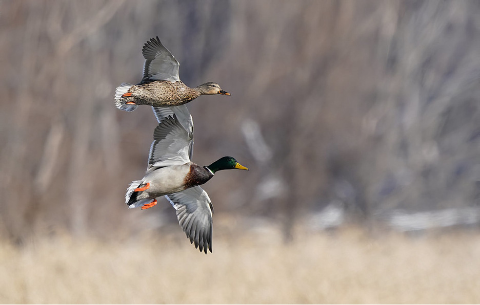 A pair of Mallards in flight together.