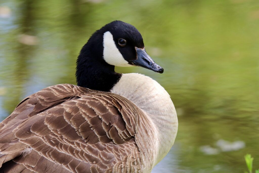 A Canada Goose in the wild.