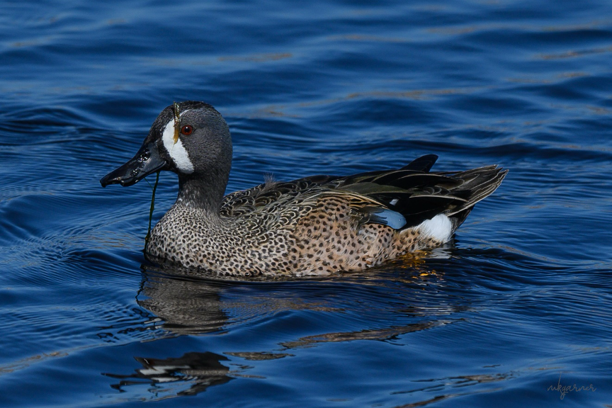 A Drake Blue-winged Teal in the water.