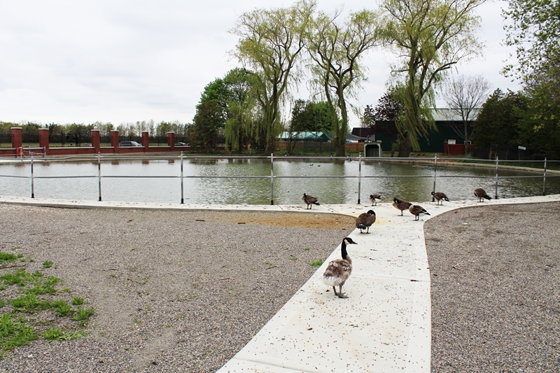 Mallard ducks resting at Jack Miner Migratory Bird Sanctuary