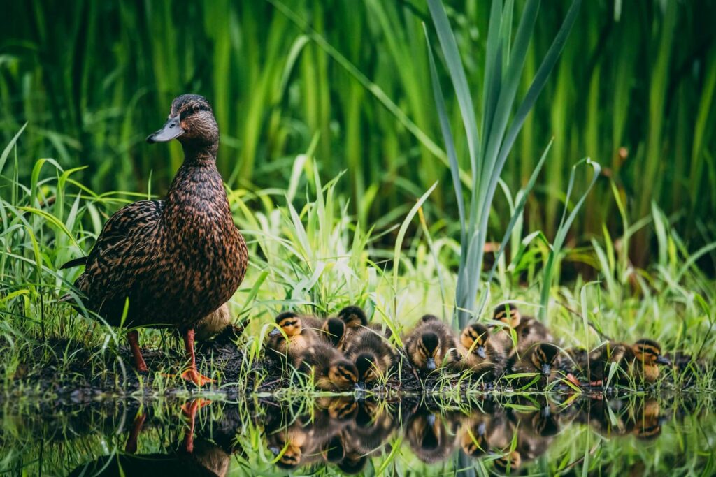 Mother duck with ducklings resting on green grass