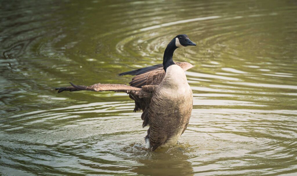 A wild goose flapping its wings standing in shallow water.