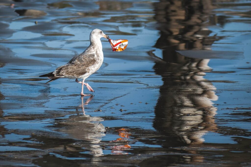 Gray bird nibbling on a discarded snack wrapper