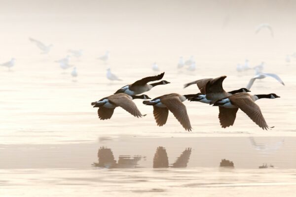 Understanding The Migration of Waterfowl  50 Ducks