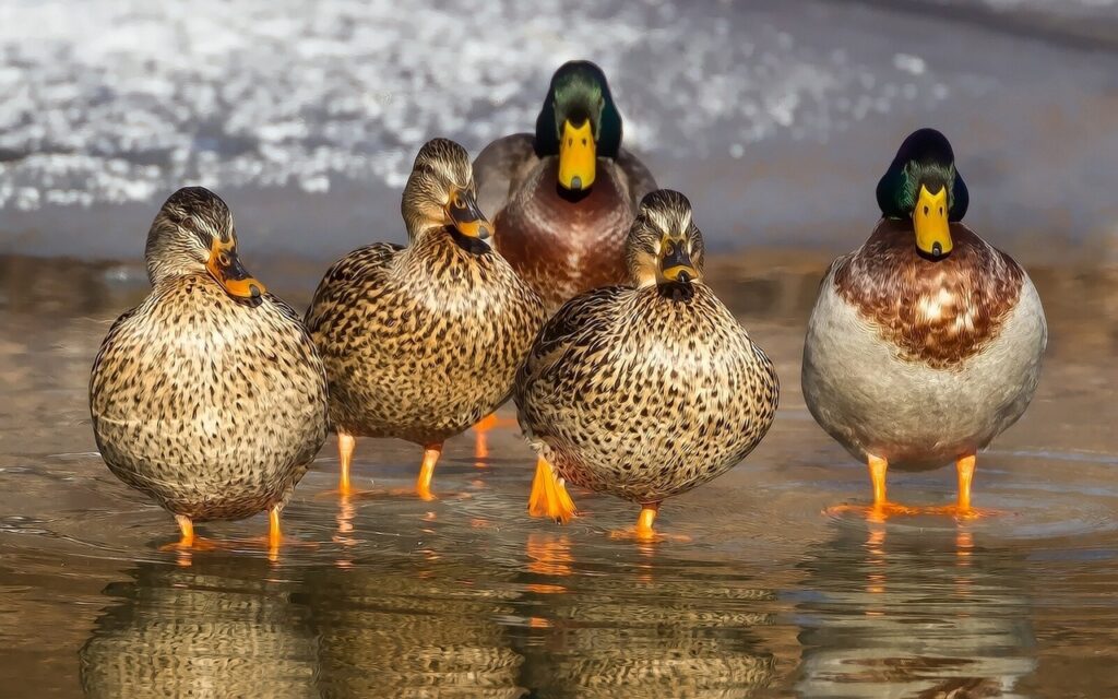 Family of ducks exiting a pond
