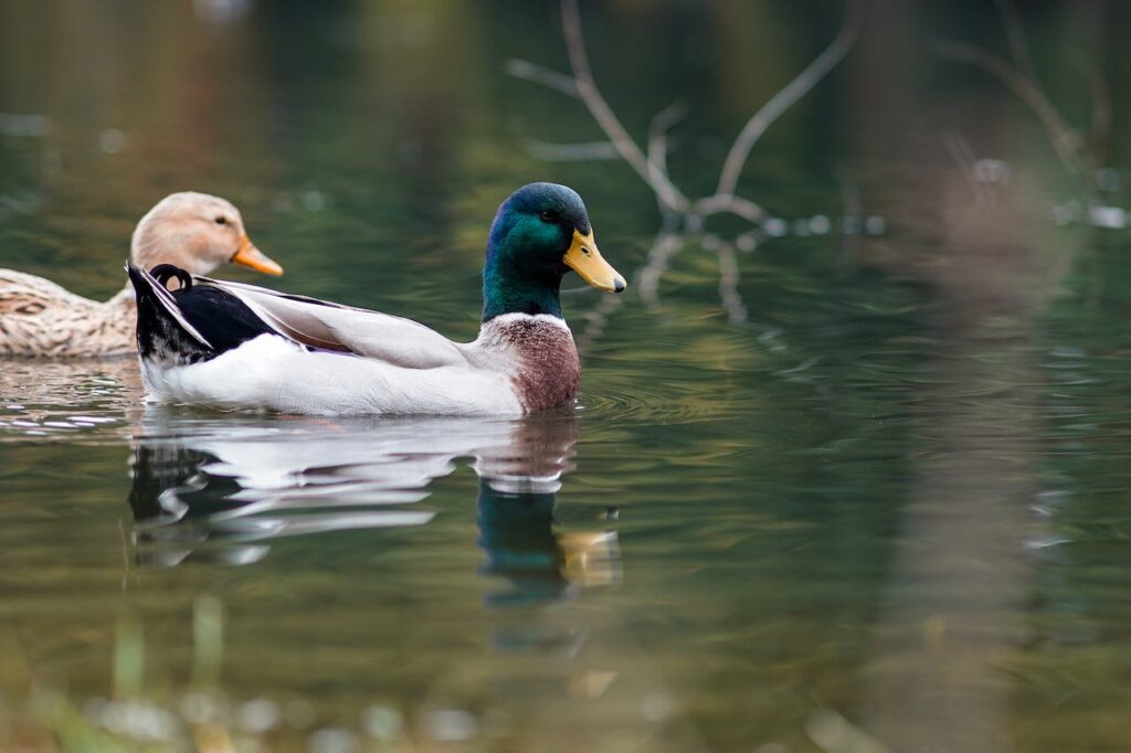 Mallard ducks in the water