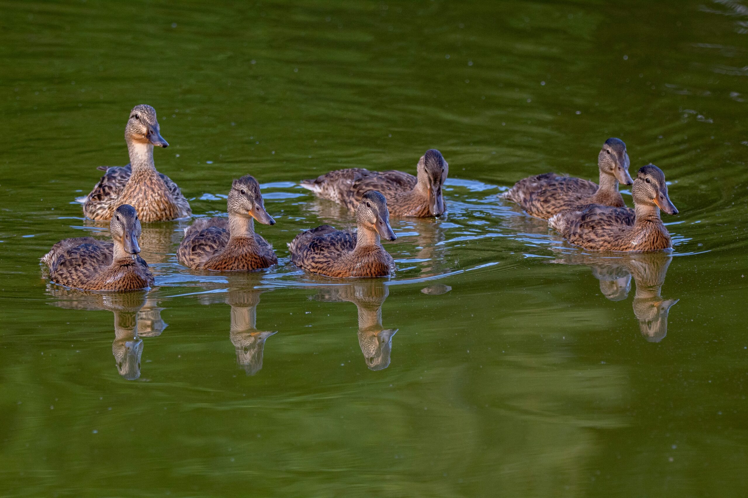 A family of ducks wading through a pond