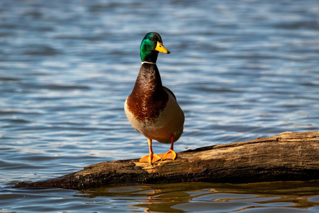 Mallard duck standing on driftwood near a body of water