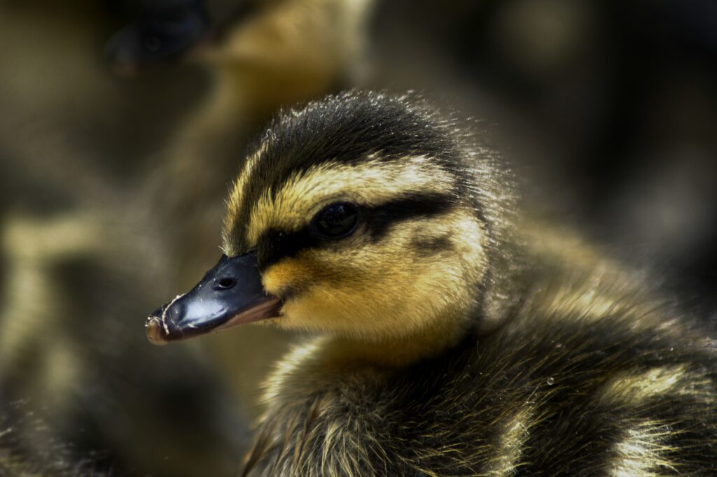 Recently hatched duckling looking into the distance