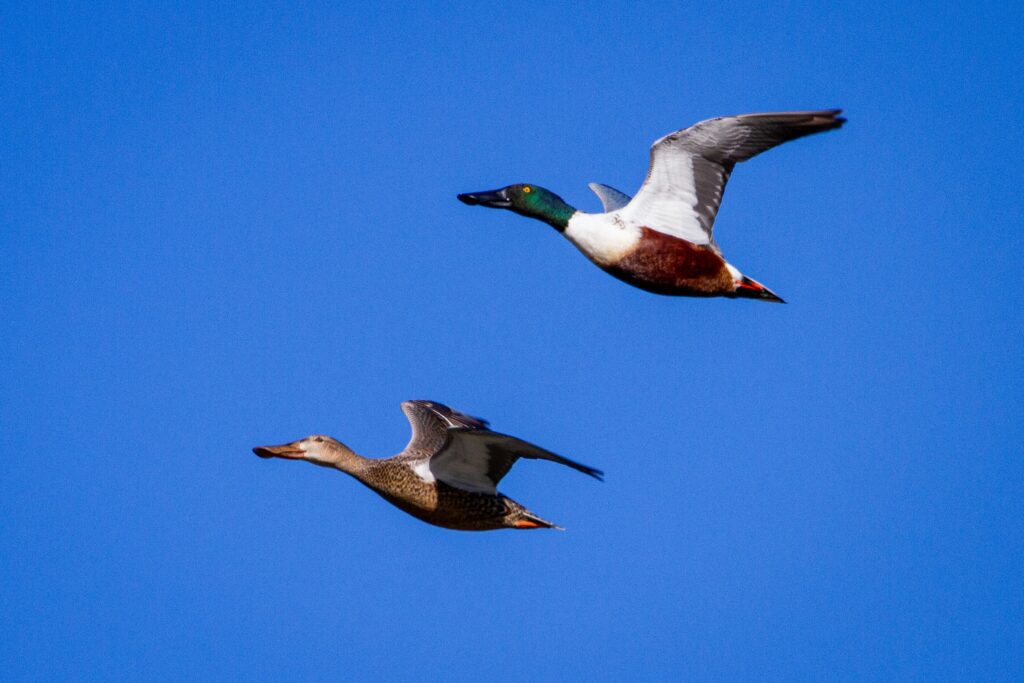 Ducks in flight soaring through blue skies