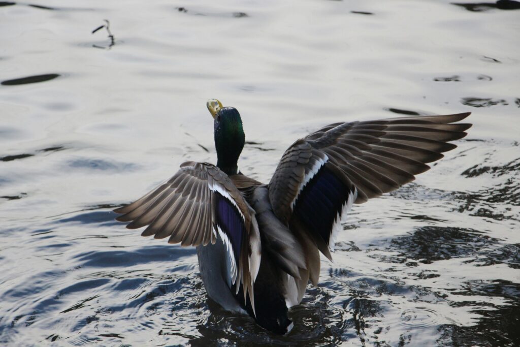  Mallard duck spreading its wings for flight