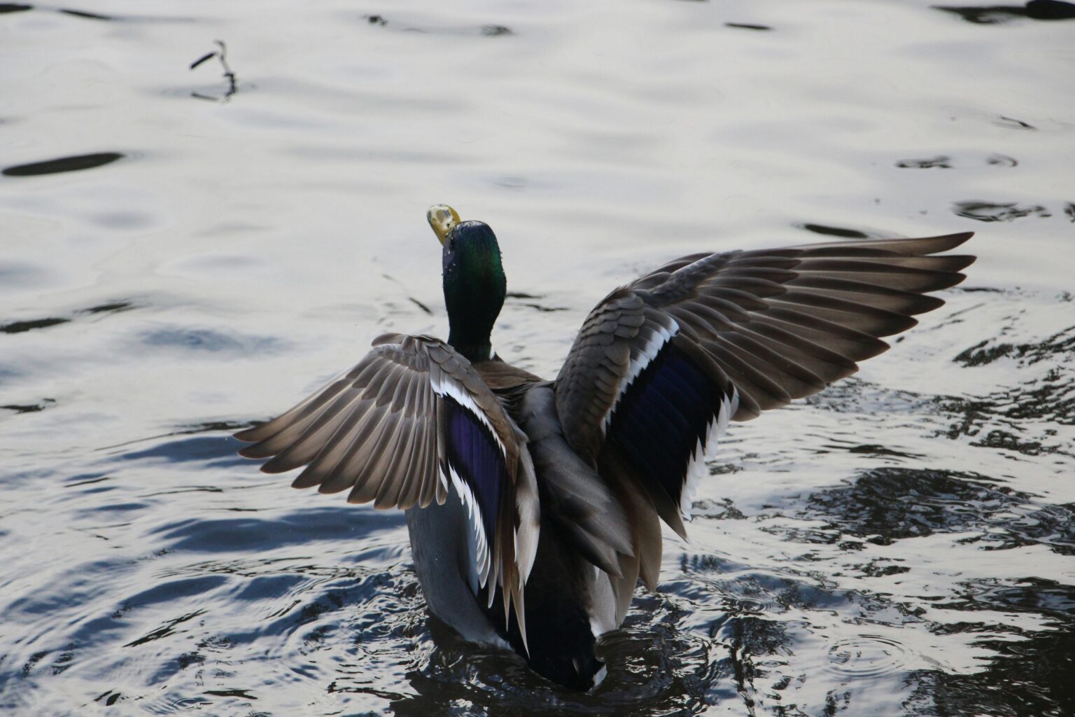 Duck Anatomy: Duck Bills, Feet, and More! | 50 Ducks