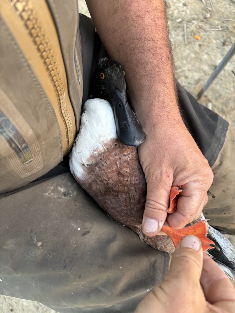 Man holding duck and preparing for tagging