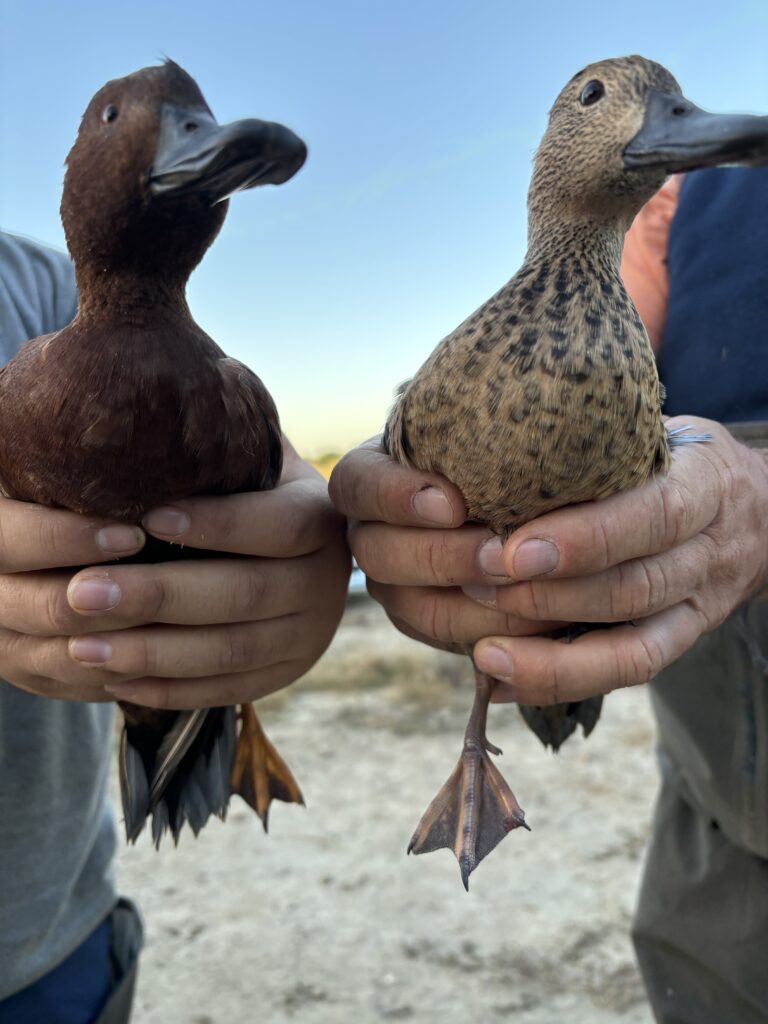 Men holding ducks before tagging