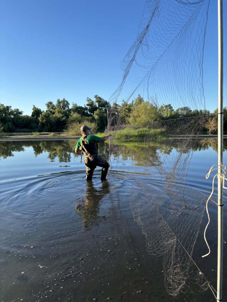 Man setting up nets to catch ducks for tagging