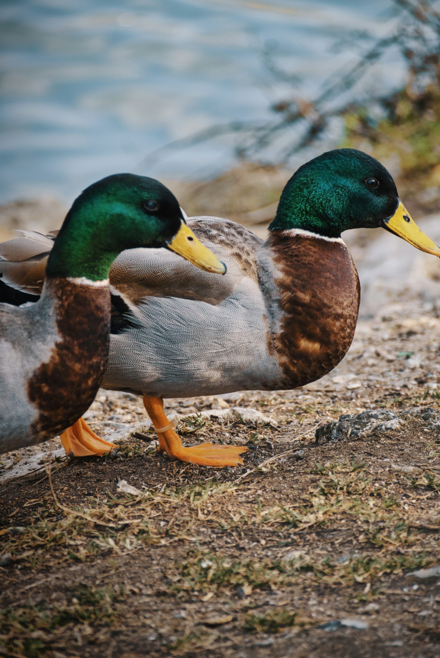 Two mallard ducks standing on the shore