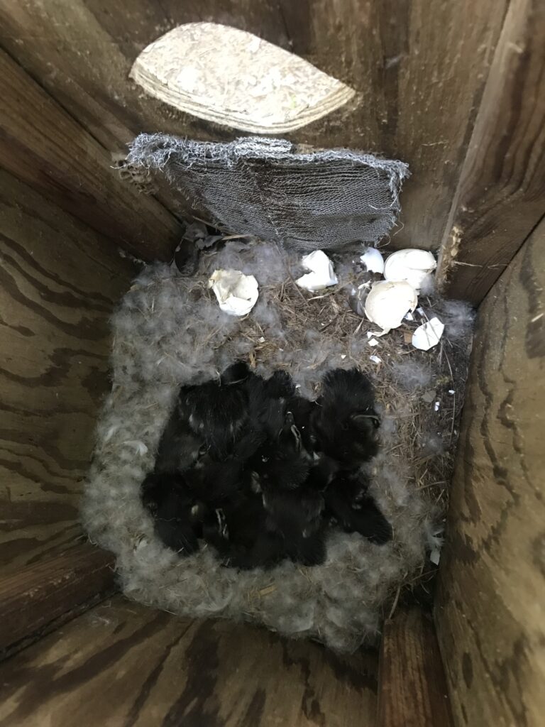Wood Duck Chicks in the Nest