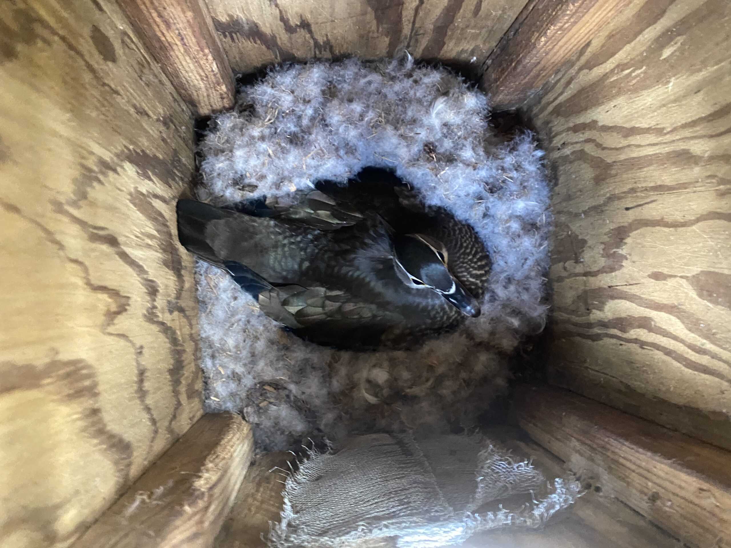 A nesting Hen Wood duck on nest