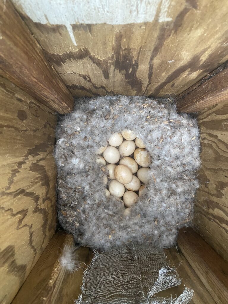 Wood Duck Box with eggs
