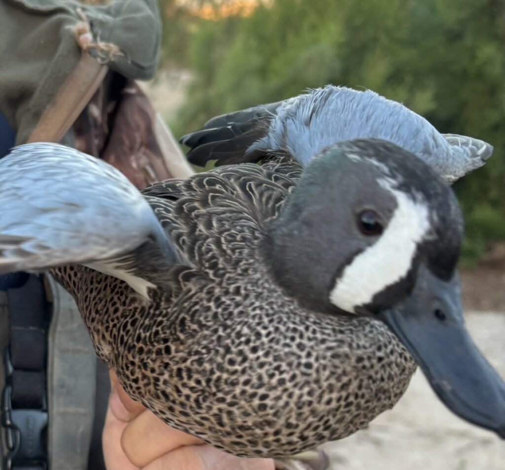 Blue Winged Teal