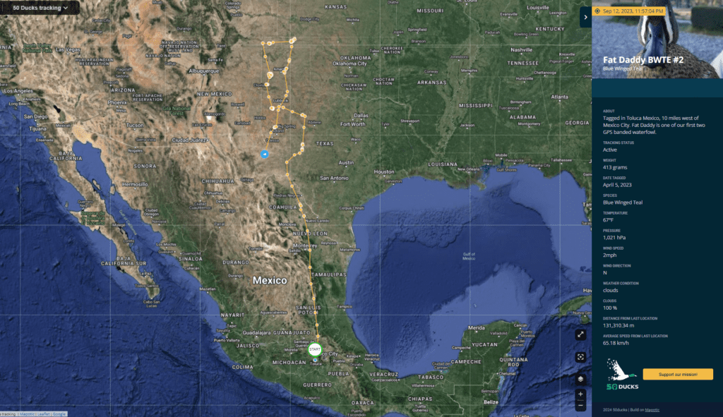 Flight path of a GPS banded Teal in Texas