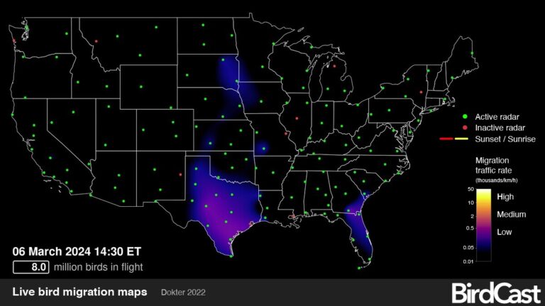 Live Duck Migration Map Comparison - Birdcast Migration Map 768x432