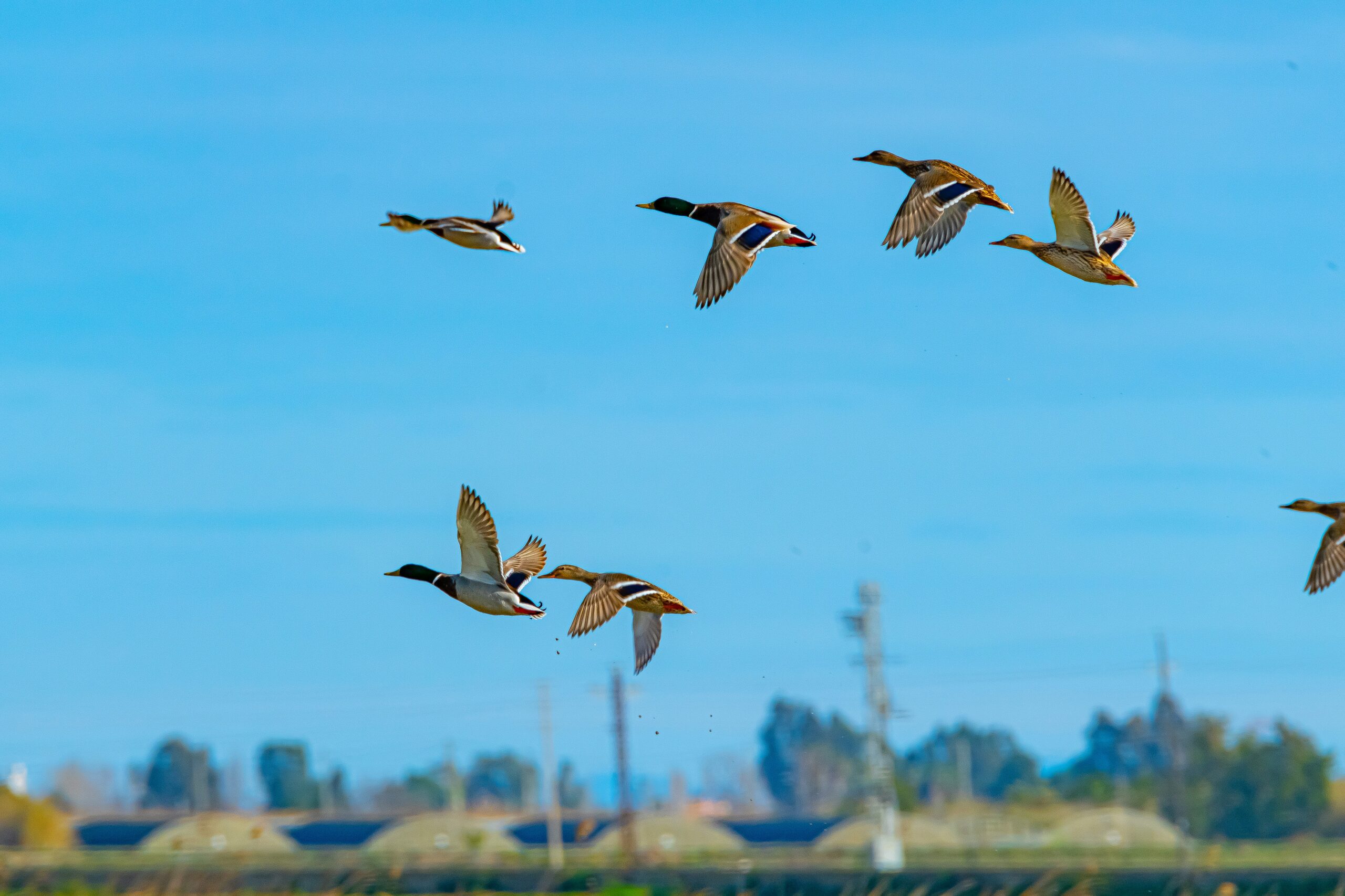 Flock of mallard ducks in flight