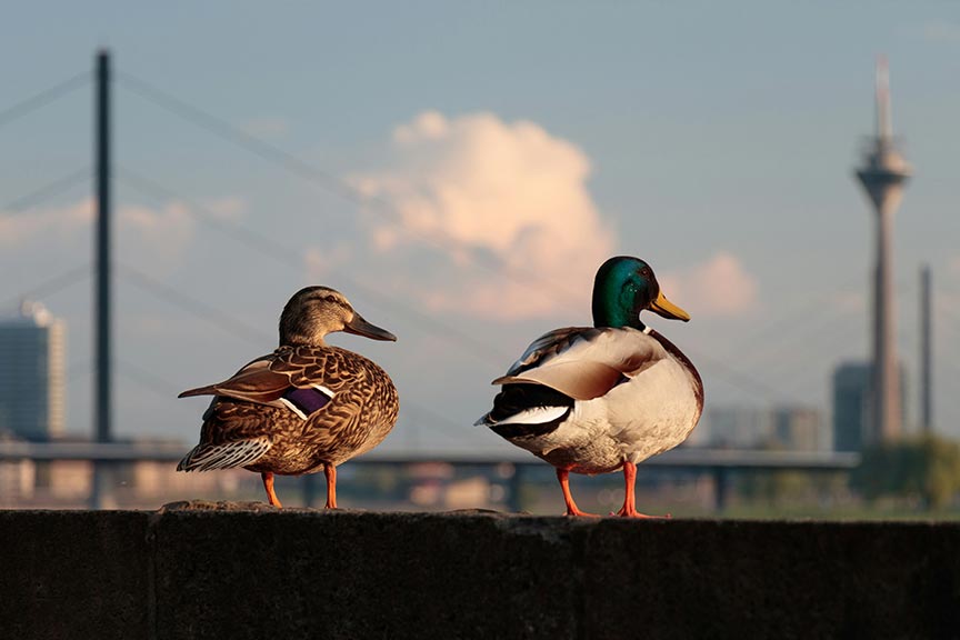 Two ducks sitting on a wall next to a body of water