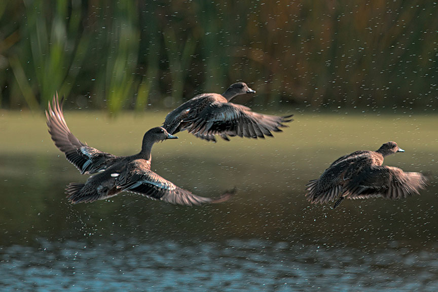 Three American Wigeon Ducks in flight above the water