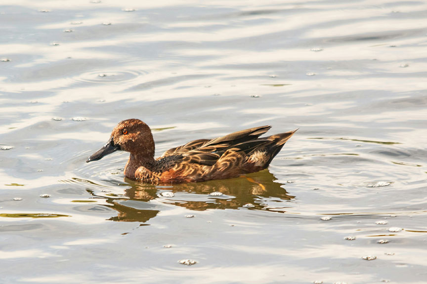 Cinnamon Teal Duck basking in the sunlight while searching for food