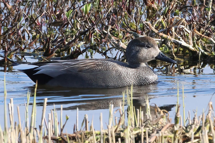 Gray Gadwell Duck resting in shallow water