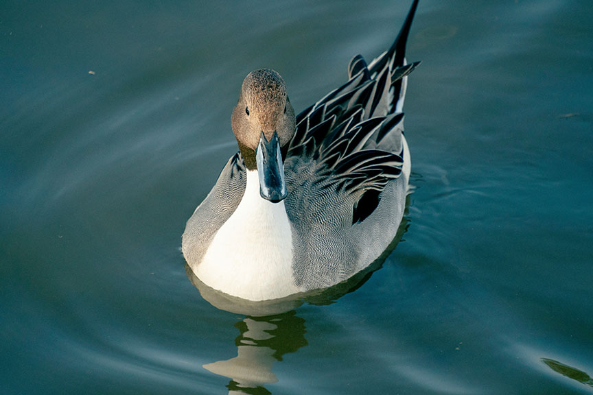 Northern Pintail Duck floating on blue water