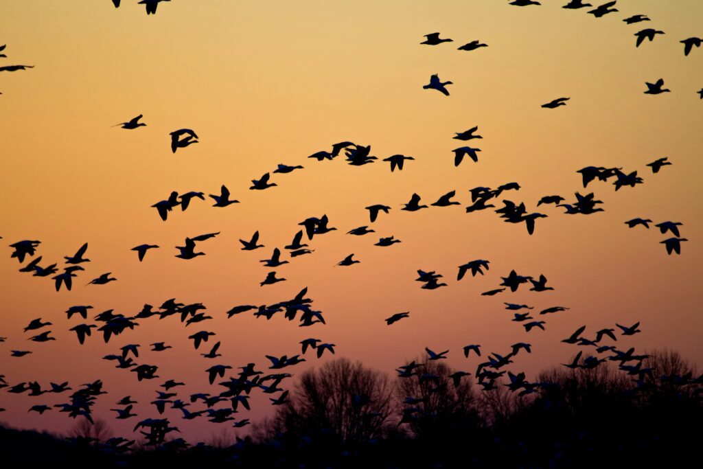 waterfowl migrating in a big flock with a colorful sunset background