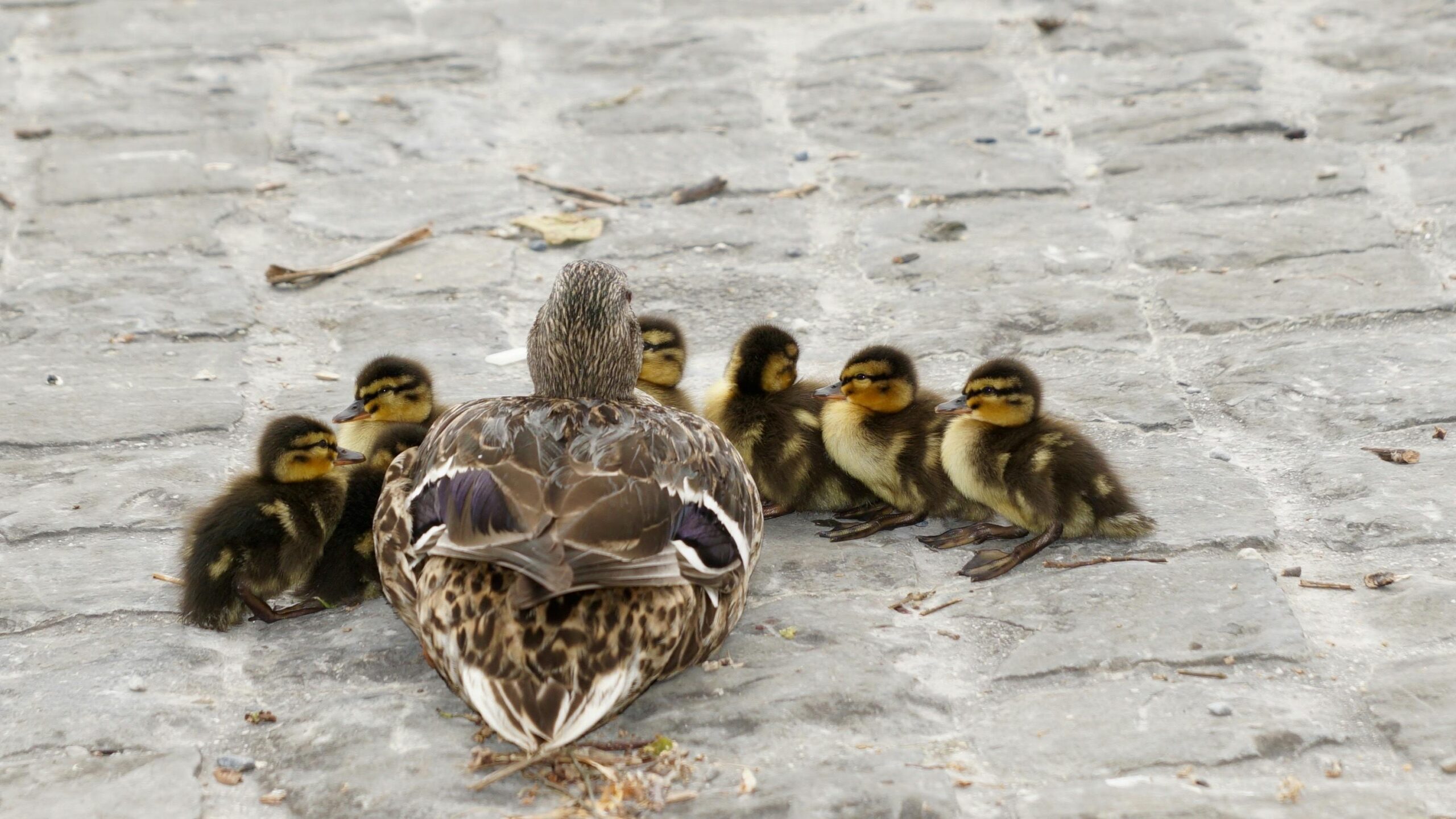 A duck and six ducklings on the concrete during daytime.