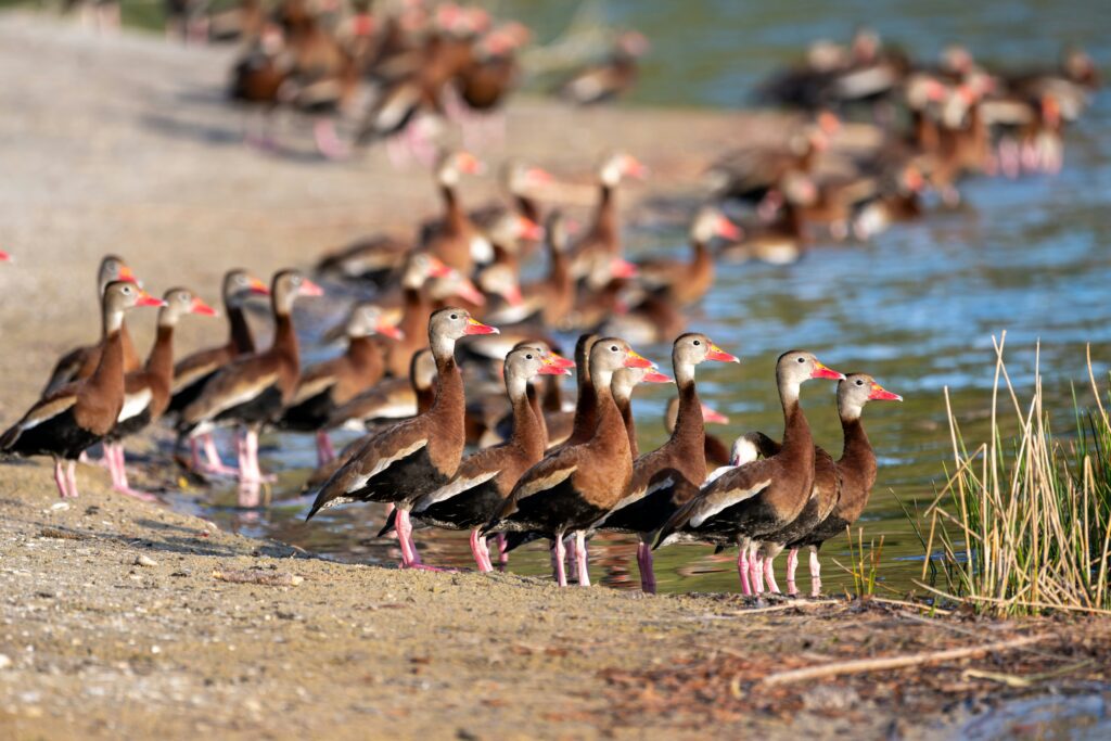 Flock of ducks standing on a river bank