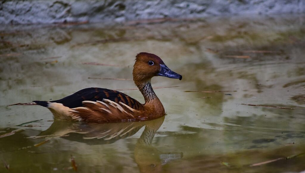 Fulvous Whistling Duck foraging for food on a pond