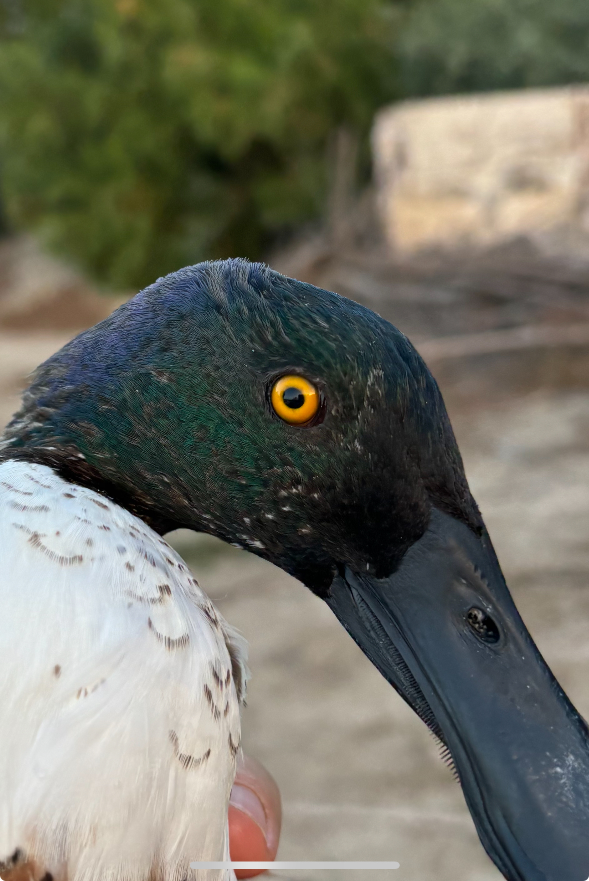 Sir Dabble, a mature drake shoveler