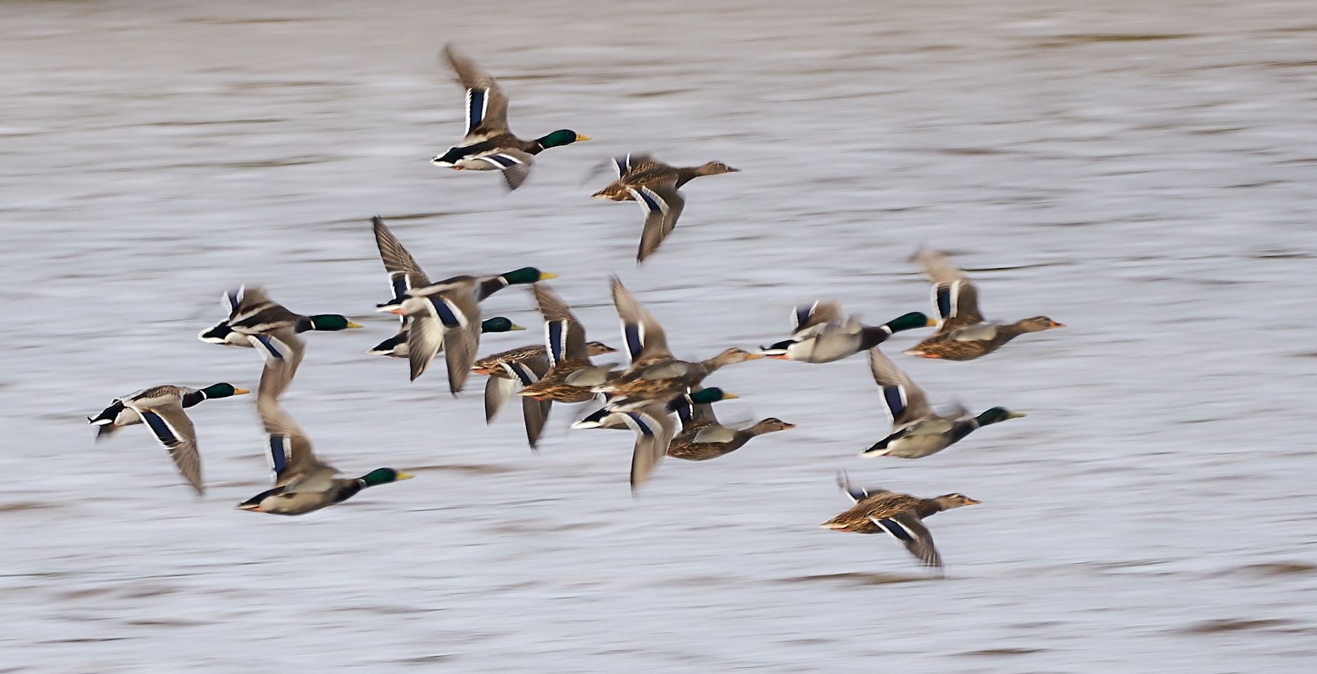 Flock of mallard ducks in flight over water