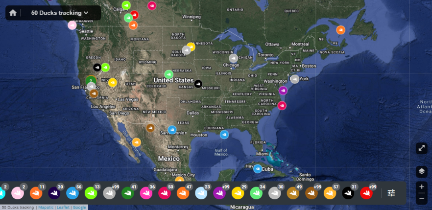 50 Ducks Real-Time Duck Map