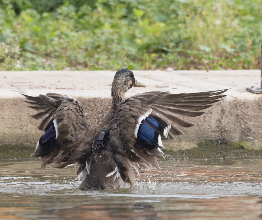 Mallard banded with GPS backpack