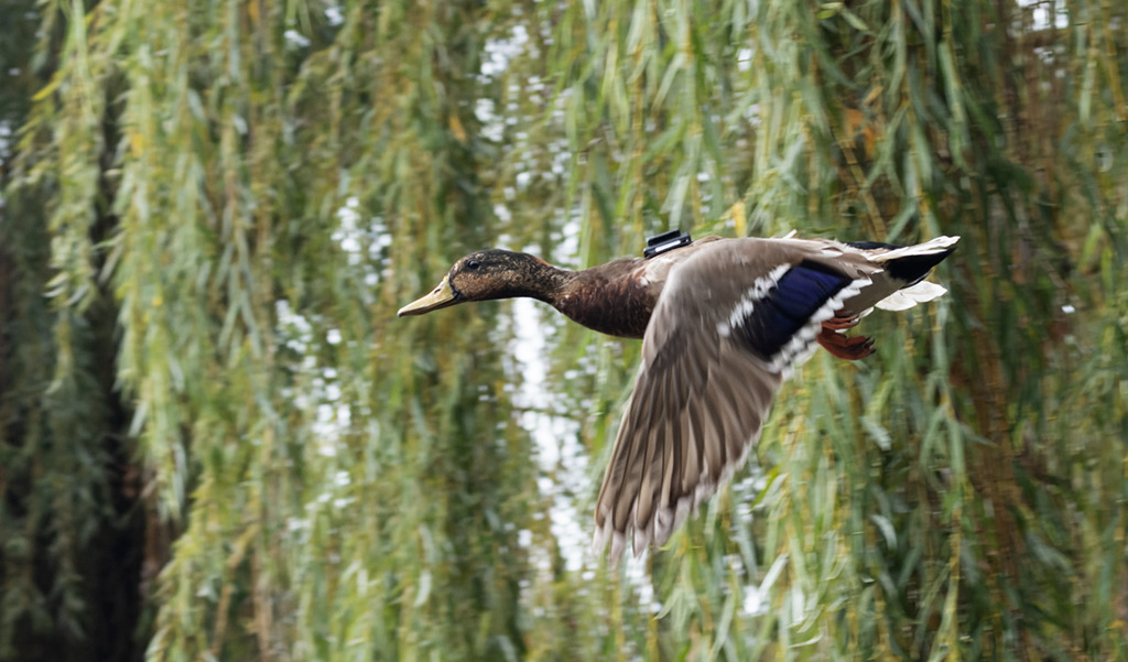 Jack Miner Mallard