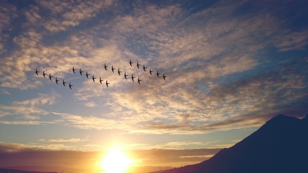 Migrating ducks flying in formation