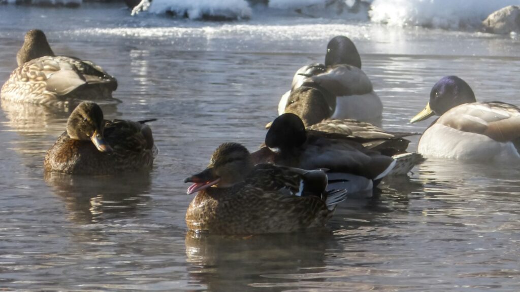 Flock of ducks in icy waters